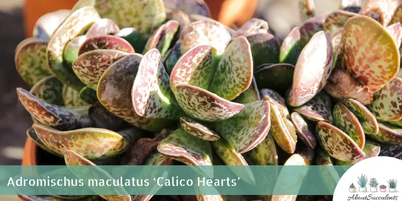 Adromischus maculatus 'Calico Hearts'