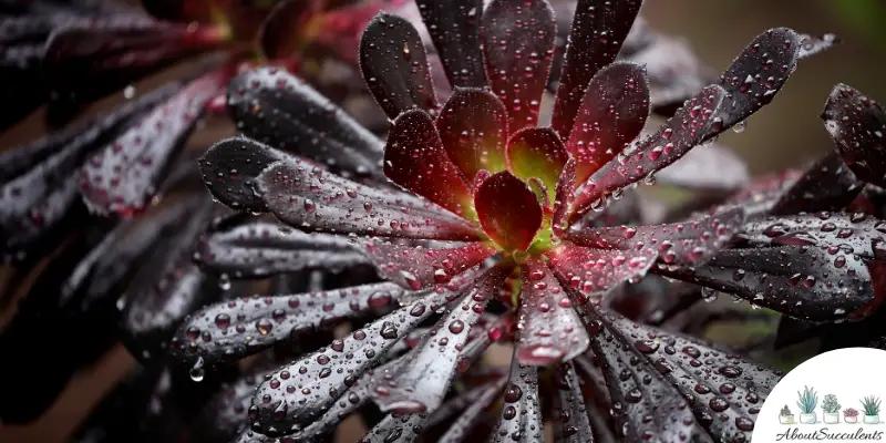 Pianta di Aeonium arboreum "Zwartkop