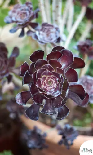 Aeonium arboreum ‘Zwartkop’ succulent