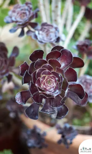 Aeonium arboreum 'Zwartkop' succulento