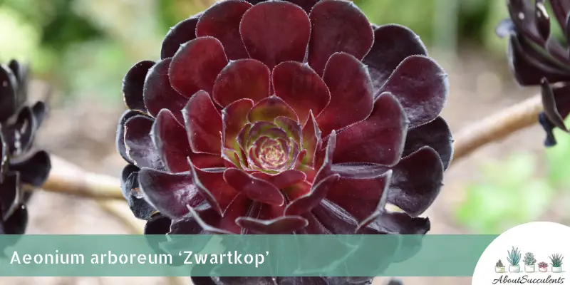 Aeonium arboreum 'Zwartkop' (Aeonium arboreum 'Zwartkop')
