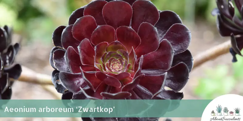 Aeonium arboreum ‘Zwartkop’