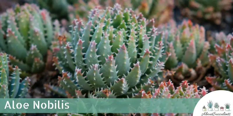 Aloe Nobilis succulent