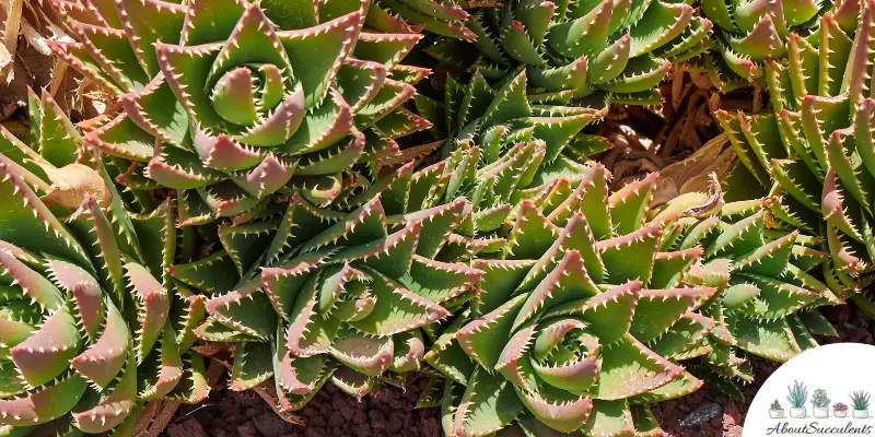 Aloe perfoliata plant