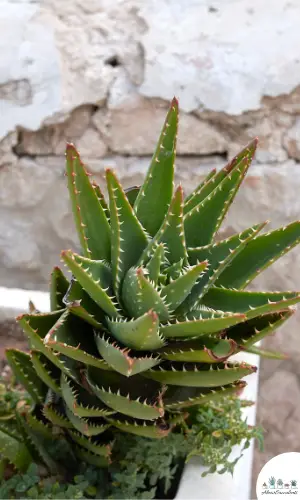 Aloe perfoliata succulent