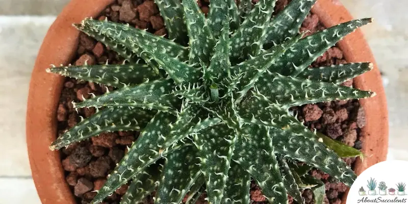 Aristaloe aristata plant