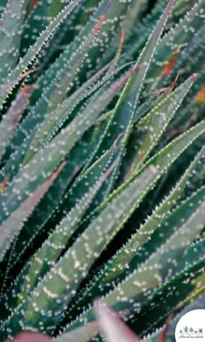 Aristaloe aristata sukkulent