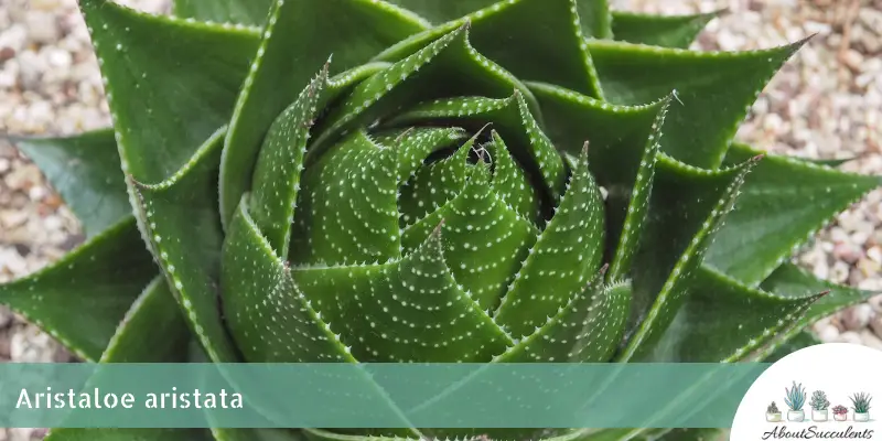 Aristaloe aristata