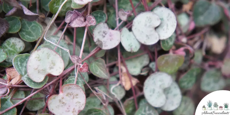 Plante Ceropegia woodii variegata