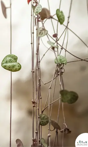 Ceropegia woodii variegata suculenta