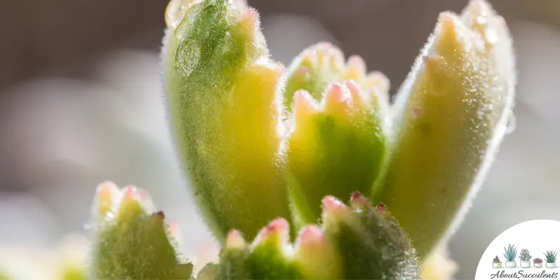 Pianta di Cotyledon tomentosa