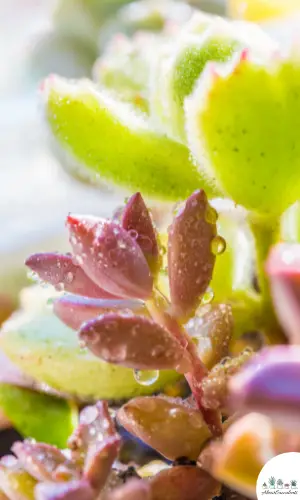 Cotyledon tomentosa succulent