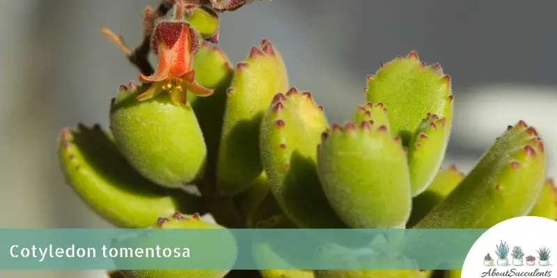 Cotyledon tomentosa