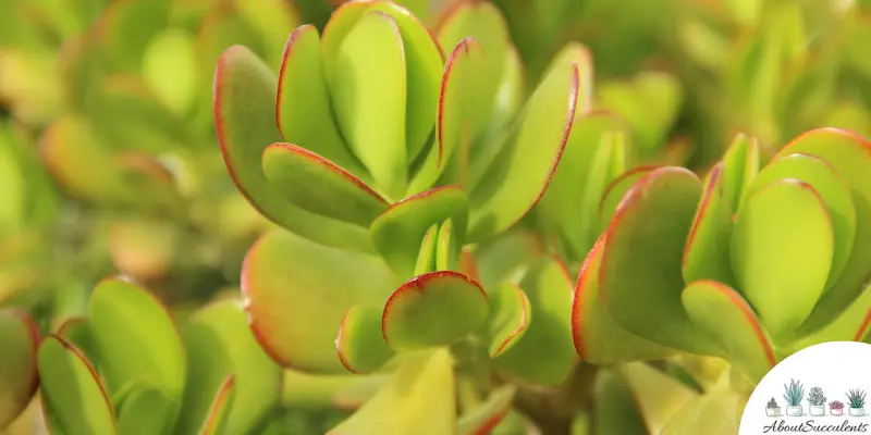 Crassula arborescens undulatifolia plant