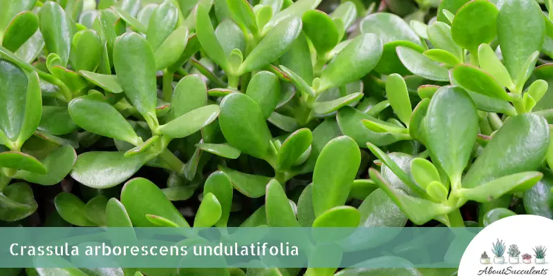 Crassula arborescens undulatifolia