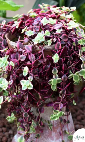 Crassula marginalis rubra variegata succulent