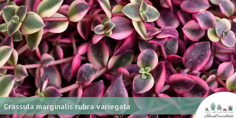 Crassula marginalis rubra variegata