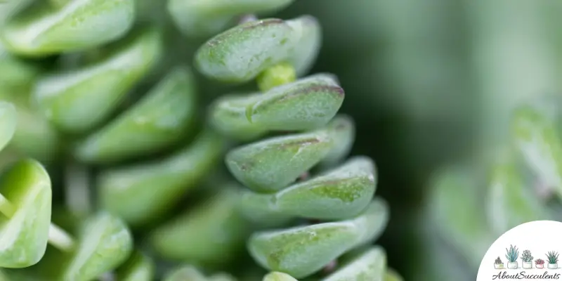Crassula marnieriana plant