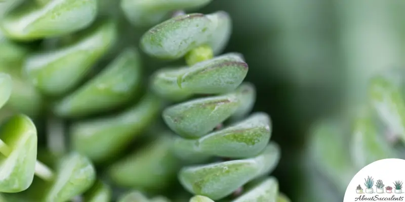 Planta Crassula marnieriana