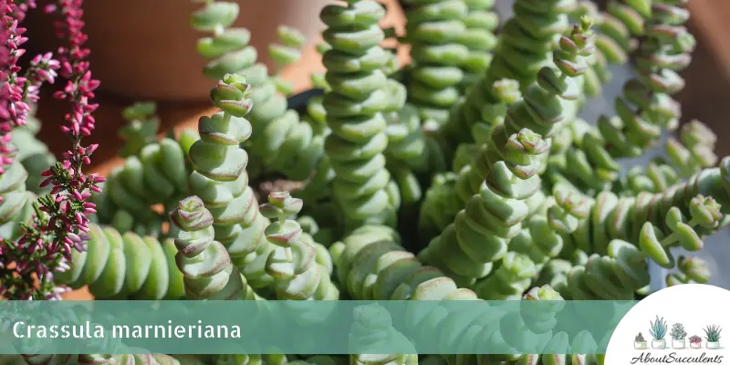 Crassula marnieriana