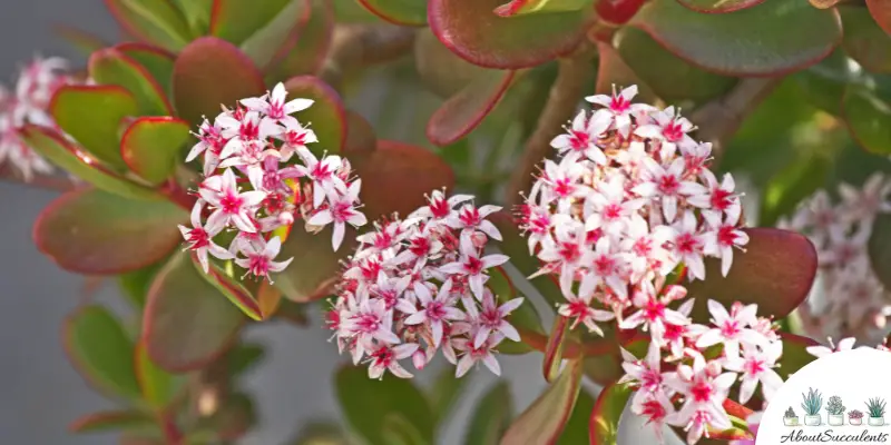 Crassula ‘Springtime’ plant