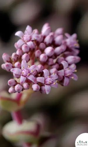 Crassula 'Springtime' succulente