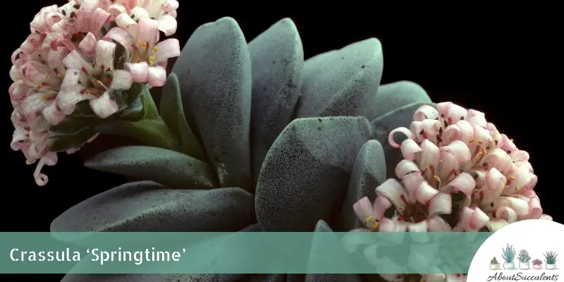 Crassula 'Springtime' (en anglais)