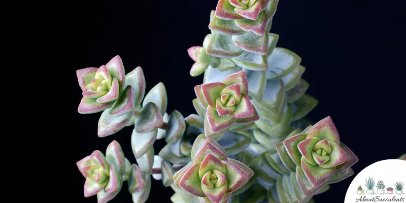 Crassula ‘Tom Thumb’ plant