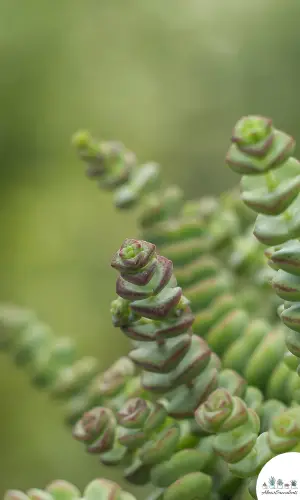 Crassula ‘Tom Thumb’ succulent