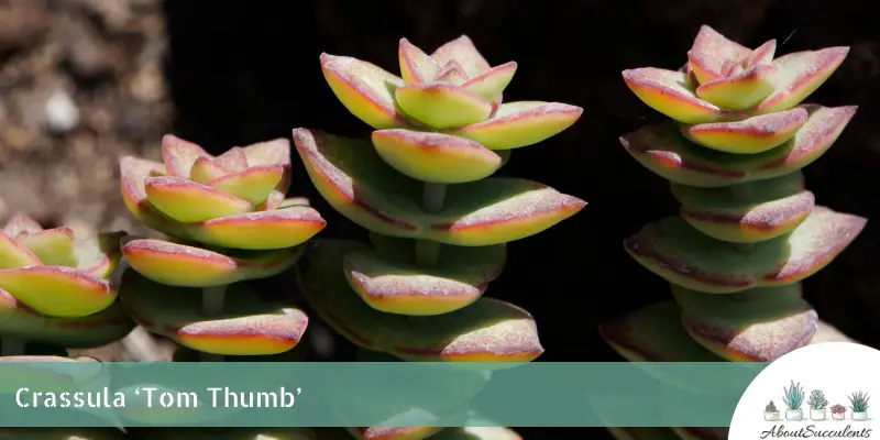 Crassula ‘Tom Thumb’