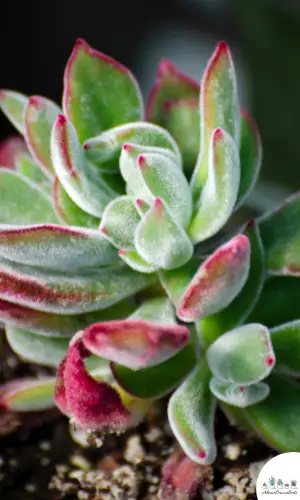 Planta Echeveria harmsii