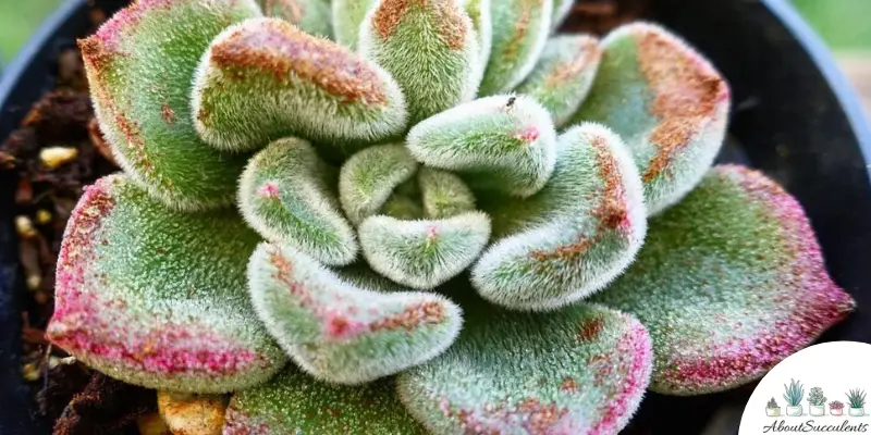 Echeveria harmsii suculenta