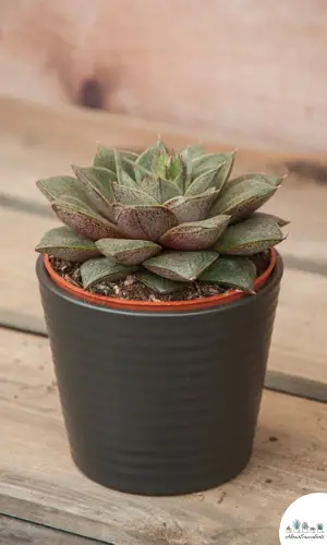 Echeveria purpusorum Pflanze