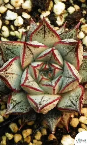 Echeveria purpusorum suculenta