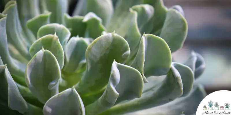 Echeveria runyonii ‘Topsy Turvy’ plant