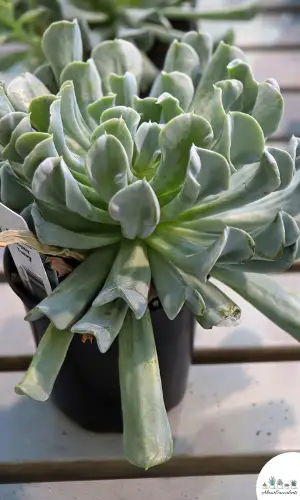 Echeveria runyonii ‘Topsy Turvy’ succulent