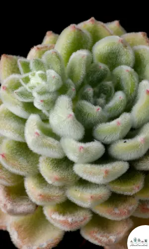 Echeveria ‘Doris Taylor’ plant