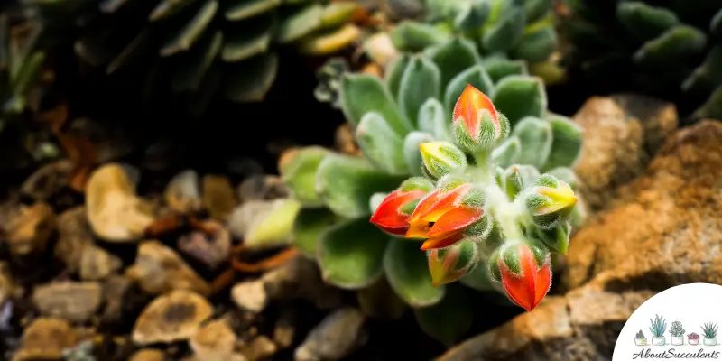 Echeveria ‘Doris Taylor’ succulent