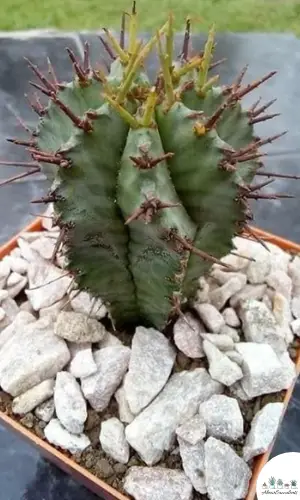 Euphorbia cereiformis Pflanze