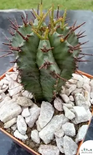 Planta Euphorbia cereiformis