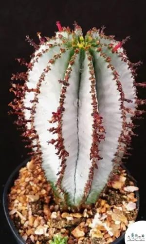 Euphorbia polygona ‘Snowflake’ succulent