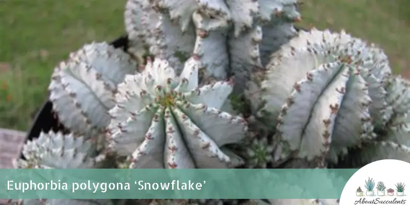 Euphorbia polygona 'Flocon de Neige' (Snowflake)