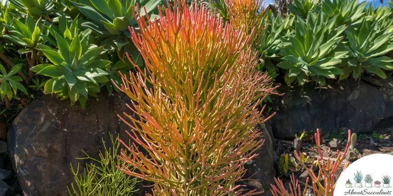 Pianta di Euphorbia tirucalli "Sticks on Fire