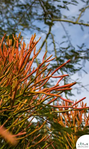 Euphorbia tirucalli 'Sticks on Fire' suculenta