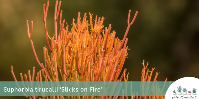 Euphorbia tirucalli 'Palos en llamas'