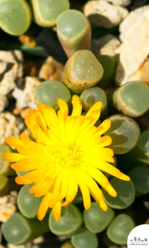 Fenestraria rhopalophylla succulent