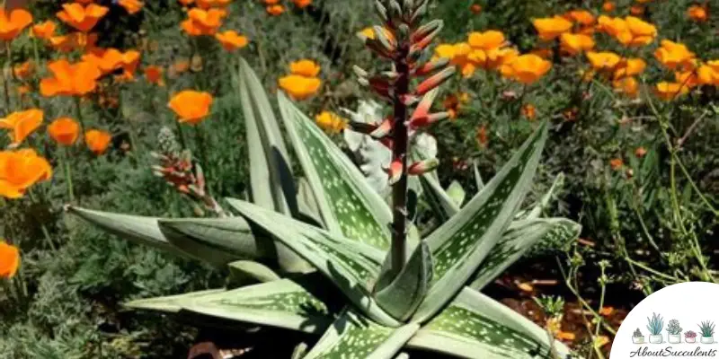 Gasteraloe ‘Green Ice’ plant
