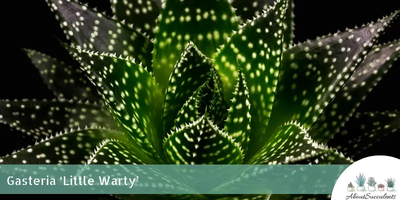 Gasteria 'Little Warty' (petit oiseau)