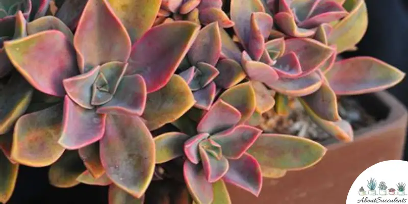 Pianta di Graptoveria "Fred Ives