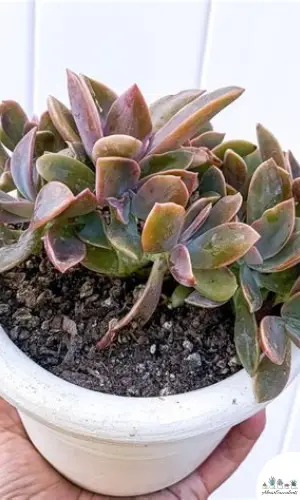 Graptoveria ‘Fred Ives’ succulent